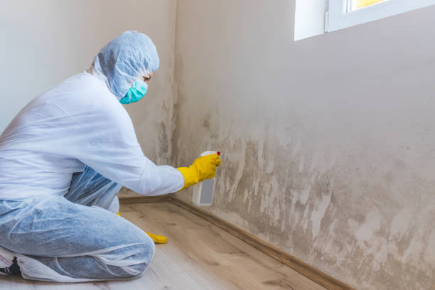 Licensed Mold Remediation service in Du Bois, PA - WQB Mold Removal