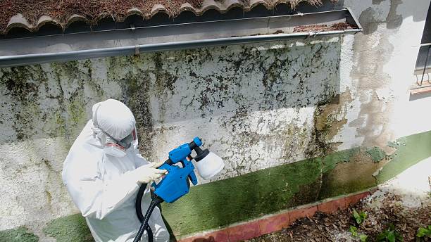 Top rated local Mold Remediation specialists in Du Bois, PA